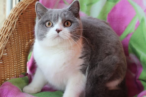 British Shorthair