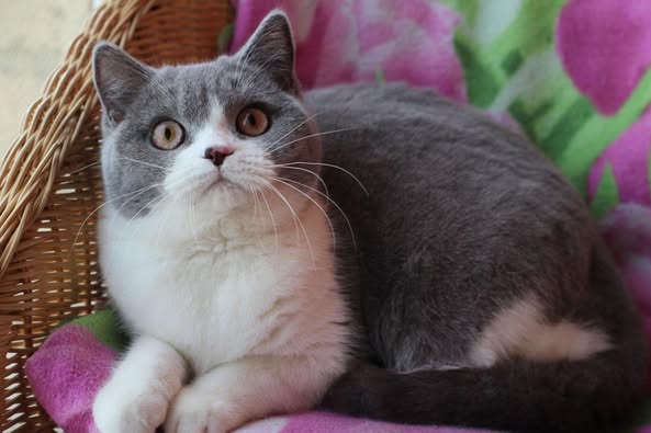 British Shorthair