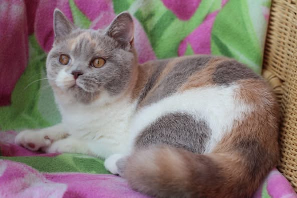British Shorthair