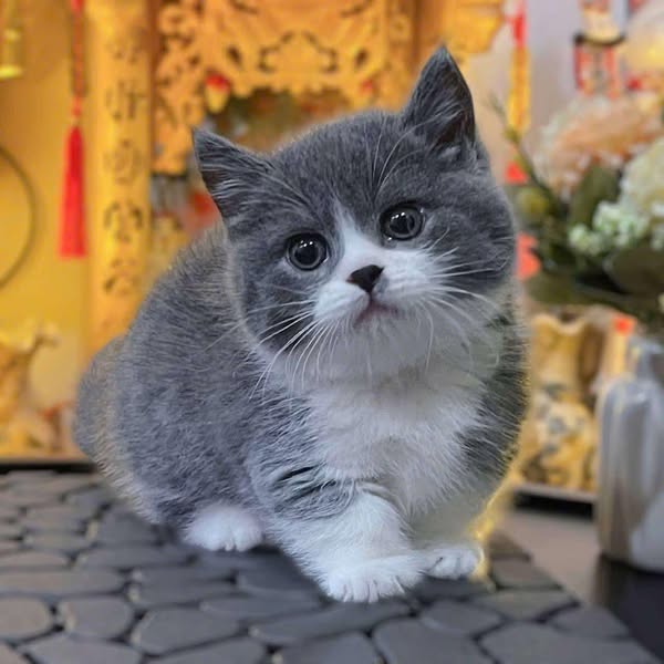 Munchkin