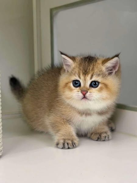 British Shorthair