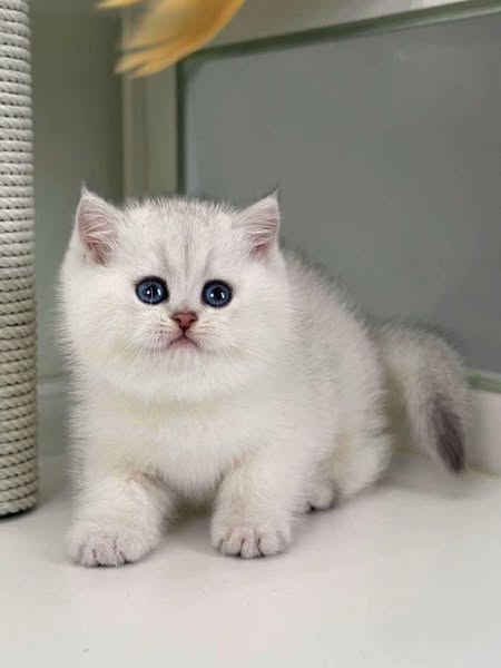 British Shorthair