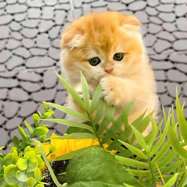 Scottish Fold
