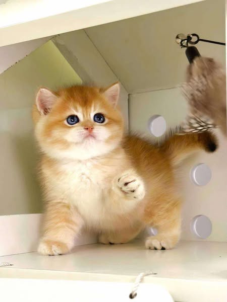 British Shorthair