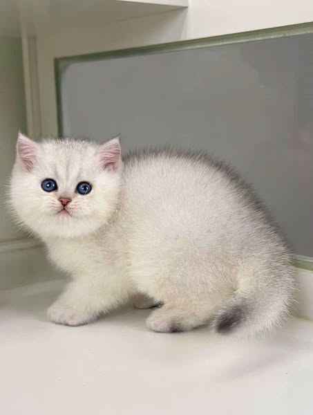 British Shorthair