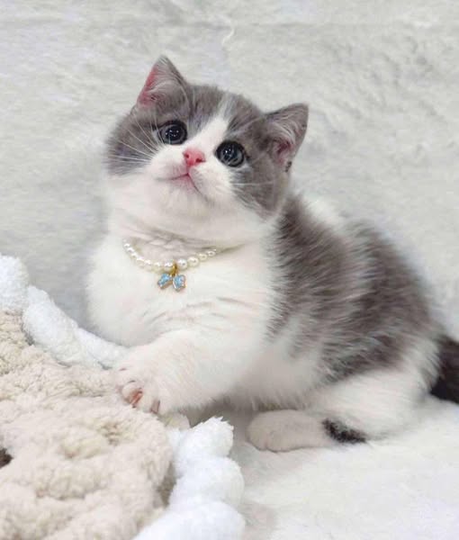 Munchkin