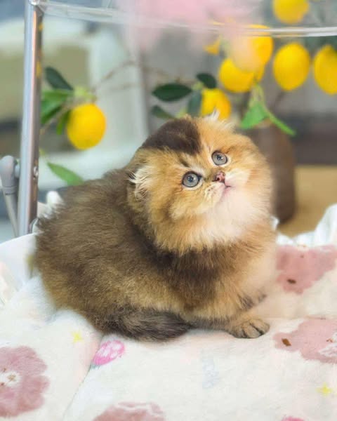 Munchkin Fold Longhair