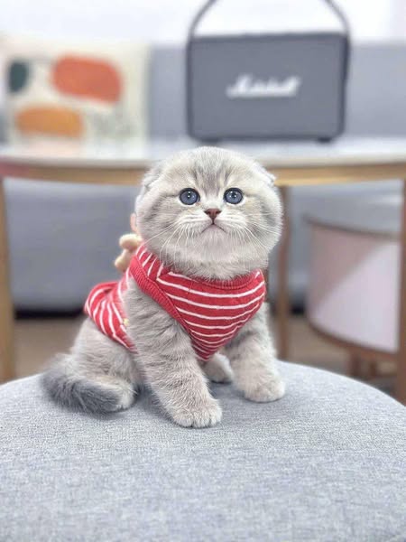 Scottish Fold