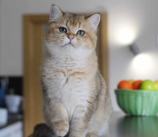 British Shorthair