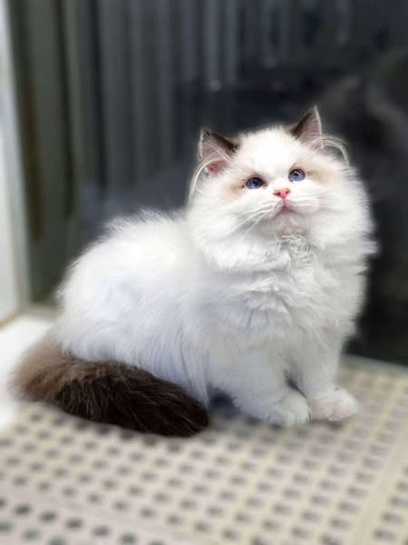Ragdoll