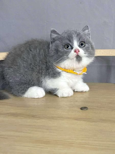 Munchkin