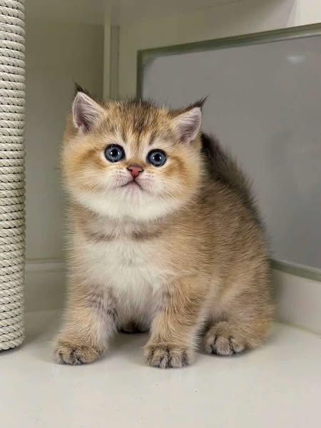 British Shorthair