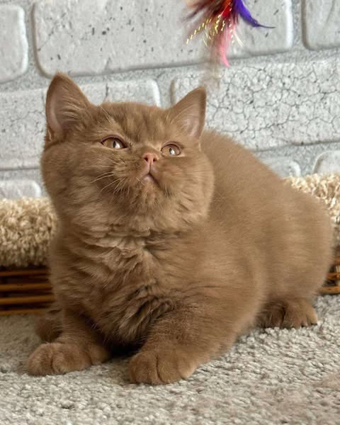 British Shorthair