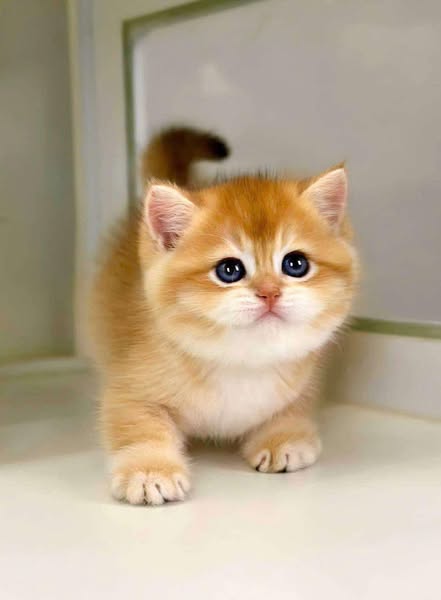 British Shorthair