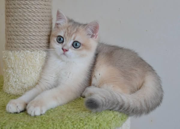 British Shorthair