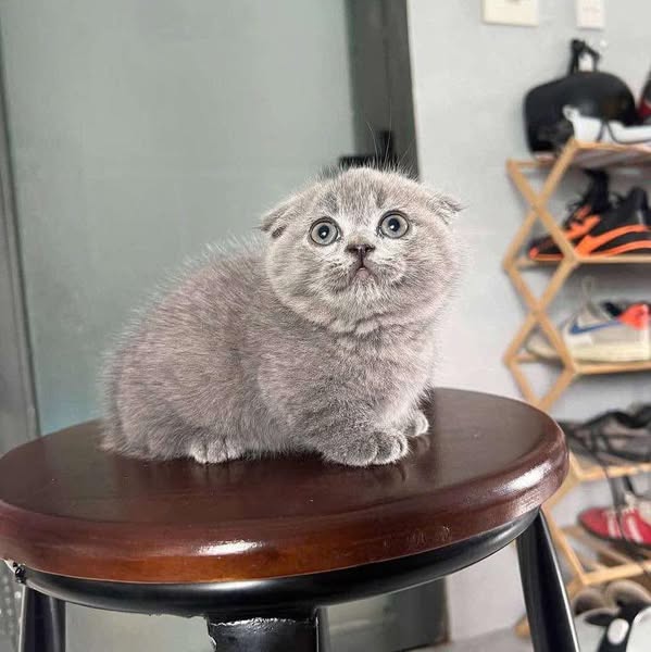 Munchkin Fold
