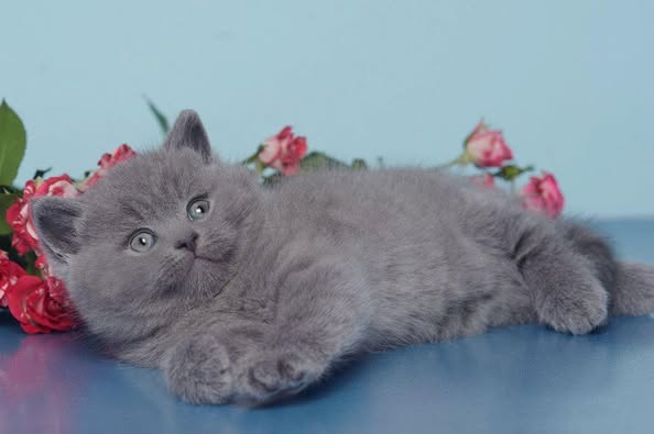 British Shorthair