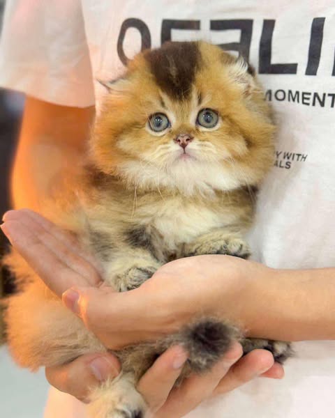 Munchkin Fold Longhair