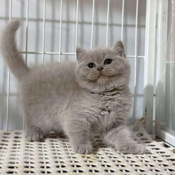 British Shorthair