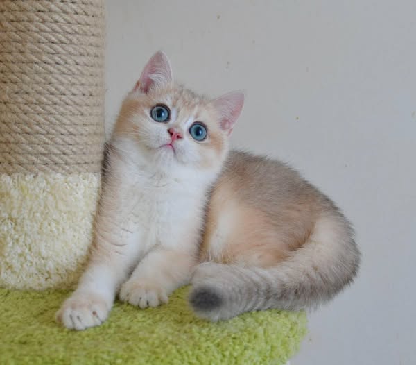 British Shorthair