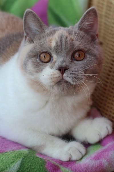 British Shorthair