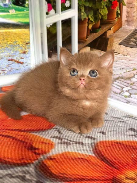 British Shorthair