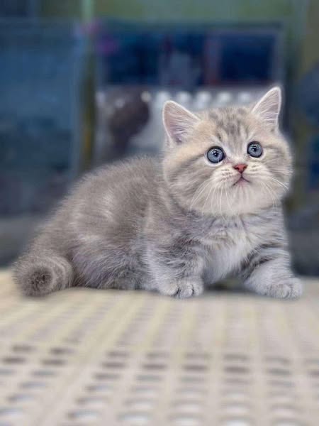 Munchkin