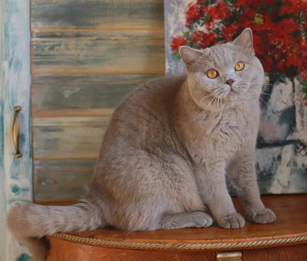 British Shorthair
