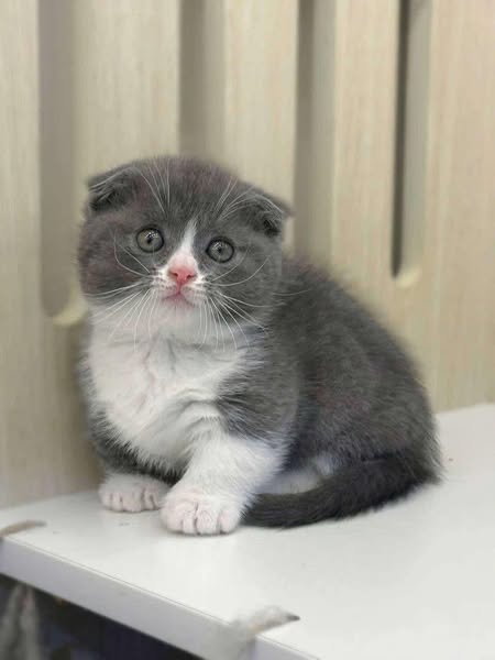 Munchkin Fold