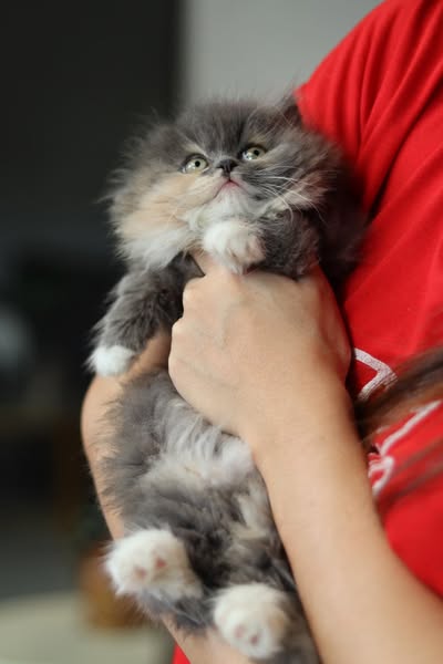 Munchkin Longhair