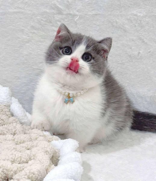 Munchkin