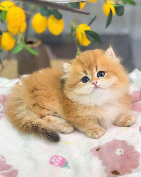 Munchkin Longhair