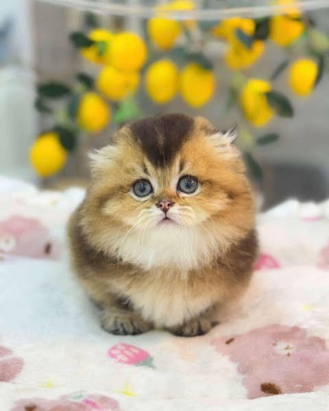 Munchkin Fold Longhair
