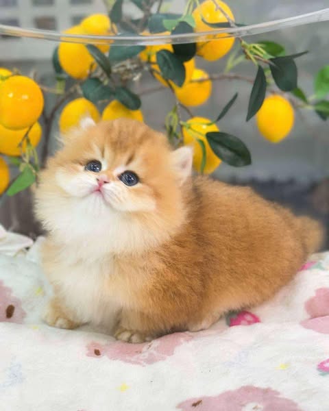 Munchkin Longhair