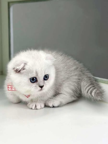 Munchkin Fold