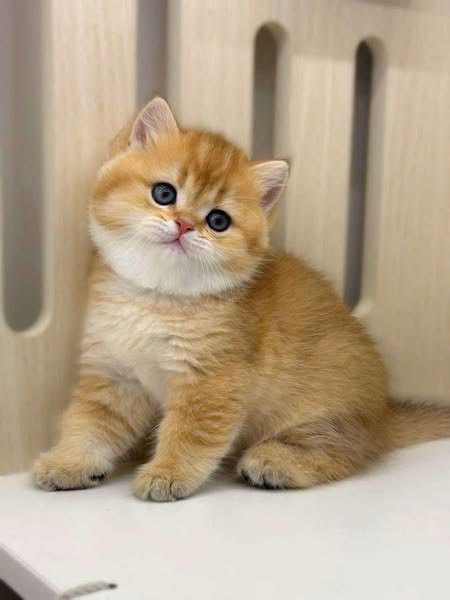 British Shorthair