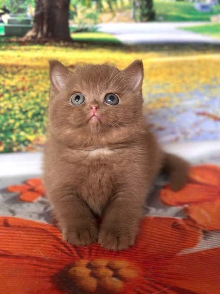 British Shorthair