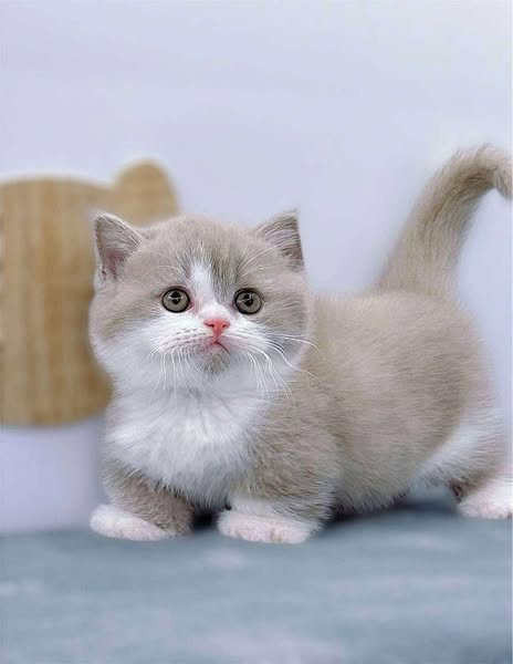Munchkin