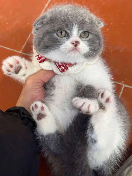 Scottish Fold
