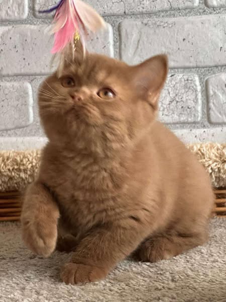 British Shorthair