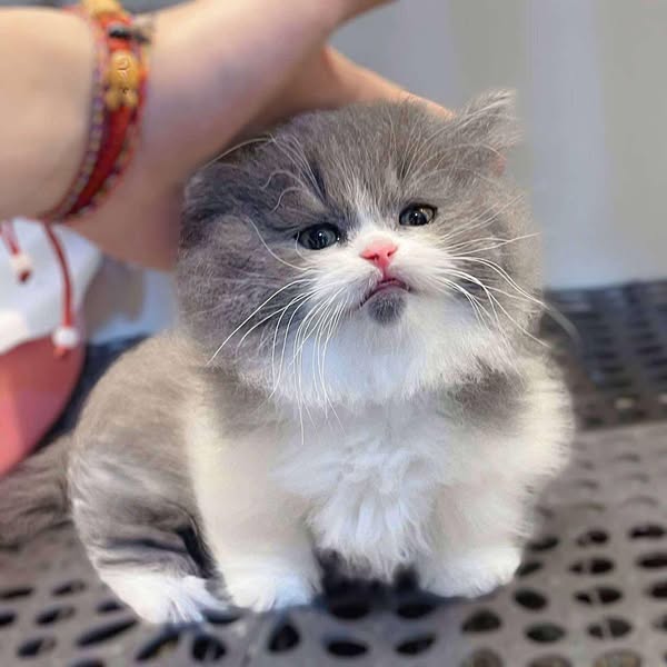 Munchkin Longhair