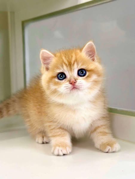 British Shorthair