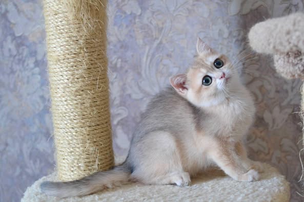 British Shorthair