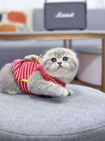 Scottish Fold