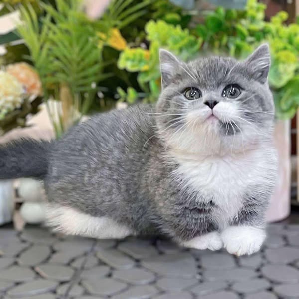 Munchkin