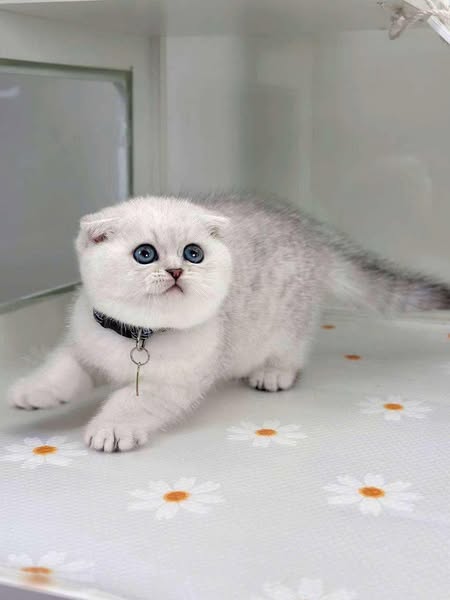 Scottish Fold