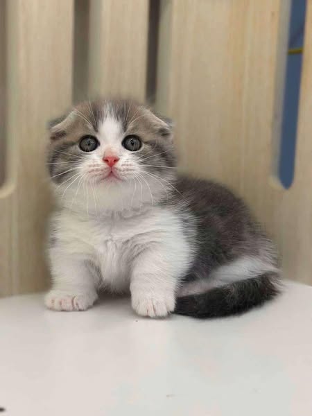 Munchkin Fold