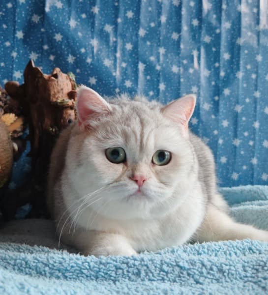 British Shorthair