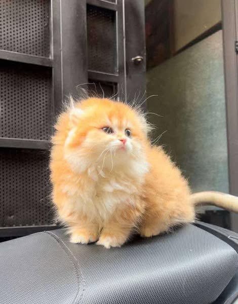 Munchkin Fold Longhair