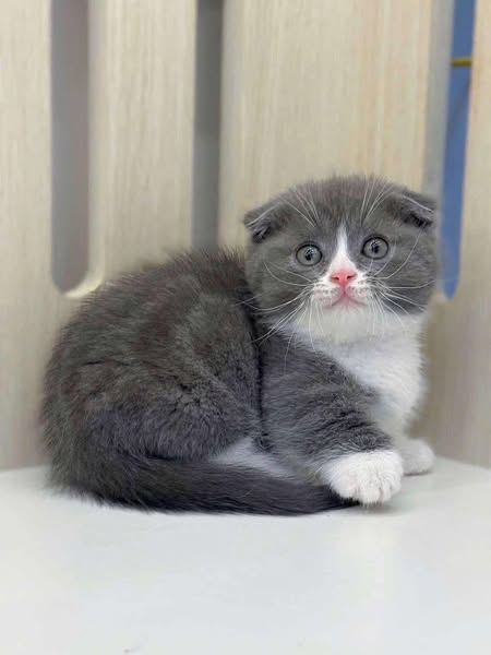 Munchkin Fold